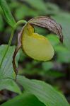 Cypripedium kentuckiense C.F.Reed