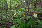 Cypripedium kentuckiense C.F.Reed