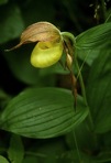 Cypripedium kentuckiense C.F.Reed