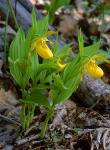 Cypripedium parviflorum Salisb. var. pubescens (Willd.) Knight