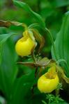 Cypripedium parviflorum Salisb. var. pubescens (Willd.) Knight
