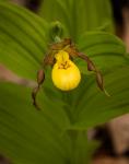 Cypripedium parviflorum Salisb. var. pubescens (Willd.) Knight
