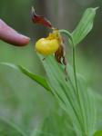 Cypripedium parviflorum Salisb. var. pubescens (Willd.) Knight