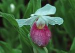 Cypripedium reginae Walter