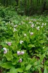 Cypripedium reginae Walter