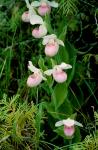 Cypripedium reginae Walter