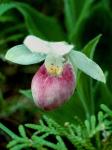 Cypripedium reginae Walter