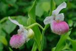 Cypripedium reginae Walter