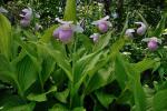 Cypripedium reginae Walter