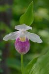Cypripedium reginae Walter