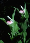 Cypripedium reginae Walter