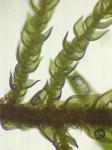 Cyrto-hypnum minutulum (Hedw.) W.R. Buck & H.A. Crum