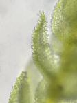 Cyrto-hypnum minutulum (Hedw.) W.R. Buck & H.A. Crum