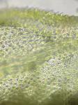 Cyrto-hypnum minutulum (Hedw.) W.R. Buck & H.A. Crum