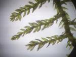 Cyrto-hypnum pygmaeum (Schimper) W. R. Buck & H. A. Crum