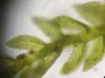 Cyrto-hypnum pygmaeum (Schimper) W. R. Buck & H. A. Crum