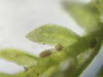 Cyrto-hypnum pygmaeum (Schimper) W. R. Buck & H. A. Crum