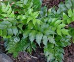 Cyrtomium falcatum (L.f.) K. Presl