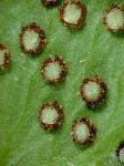 Cyrtomium falcatum (L.f.) K. Presl
