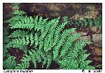 Cystopteris bulbifera (L.) Bernh.