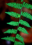 Cystopteris bulbifera (L.) Bernh.