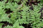 Cystopteris protrusa (Weatherby) Blasdell