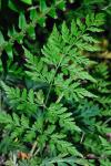 Cystopteris protrusa (Weatherby) Blasdell