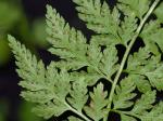 Cystopteris protrusa (Weatherby) Blasdell