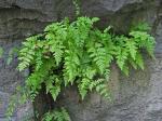Cystopteris tennesseensis Shaver