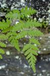 Cystopteris tennesseensis Shaver