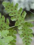 Cystopteris tennesseensis Shaver