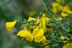 Cytisus scoparius (L.) Link