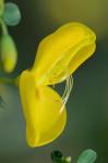 Cytisus scoparius (L.) Link