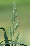 Dactylis glomerata L.