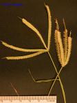 Dactyloctenium aegyptium (L.) Willd.
