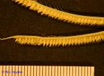 Dactyloctenium aegyptium (L.) Willd.