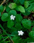 Dalibarda repens L.