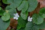 Dalibarda repens L.
