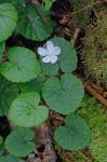 Dalibarda repens L.