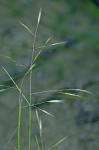 Danthonia compressa Austin