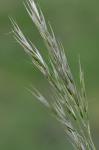 Danthonia sericea Nutt.