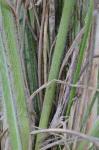 Danthonia sericea Nutt.