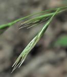 Danthonia spicata (L.) Beauv. ex Roemer & J.A. Schultes