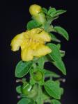 Dasistoma macrophyllum (Nutt.) Raf.