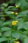 Dasistoma macrophyllum (Nutt.) Raf.