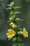 Dasistoma macrophyllum (Nutt.) Raf.
