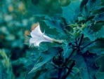 Datura stramonium L.