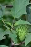 Datura stramonium L.