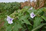 Datura stramonium L.