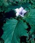Datura stramonium L.
